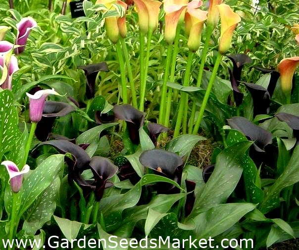 Zantedeschia, Calla Lily Schwarzwalder - củ / củ / rễ – Garden Seeds Market  | Miễn phí vận chuyển