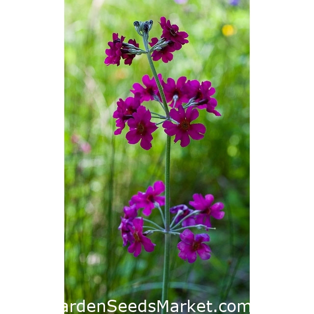 Şamdan çuha çiçeği karışık tohumlar - Çuha çiçeği şamdan melezi. - 60 tohum  - Primula praetinens – Garden Seeds Market | Ücretsiz kargo