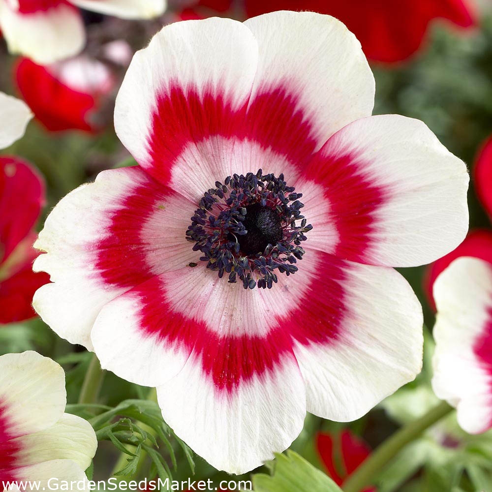 アネモネ2色 球根 Anemone Garden Seeds Market 送料無料
