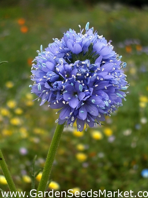 世界中のギリアの種子 ギリア キャピタータ 1100種子 Gilia Capitata シーズ Garden Seeds Market 送料無料 世界中のギリアの種子 ギリア キャピタータ 1100種子 Gilia Capitata シーズ Garden Seeds Market 送料無料