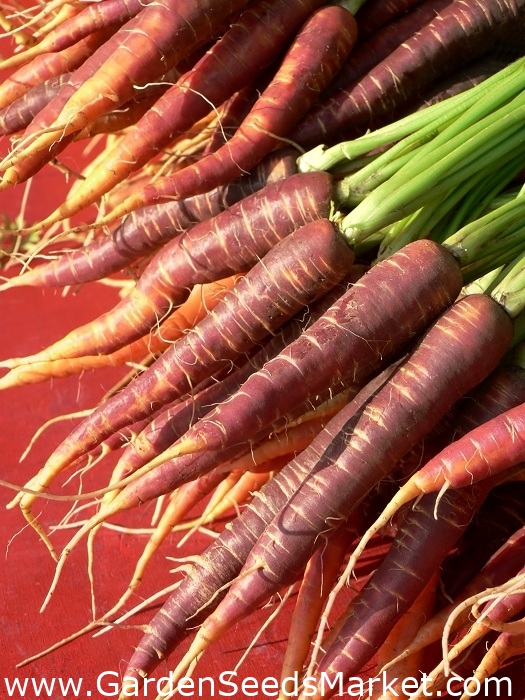 بذور الجزر الأرجواني العميق Daucus Carota Var Sativus 425 بذور Daucus Carota Ssp Sativus ابذرة Garden Seeds Market الشحن مجانا