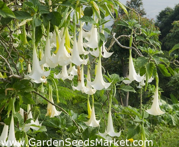 Angyal trombita magjai - Datura arborea - 5 mag - magok – Garden Seeds  Market | Ingyenes szállítás