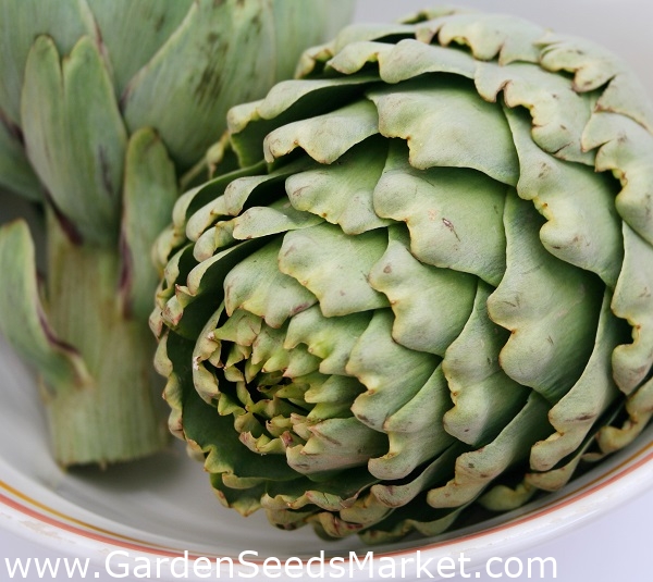 Artisjokk - Green Globe - 23 frø - Cynara scolymus – Garden Seeds Market |  Gratis frakt