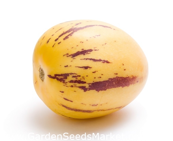 G57 MELON PEAR SEED SEMILLA 5 graines POIRE-MELON PEPINO DULCE Solanum Muricatum 
