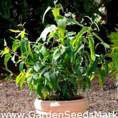 Eucalyptus citronné - Corymbia citriodora - Eucalyptus citriodora – Garden  Seeds Market | Livraison gratuite