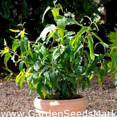 Лимонов евкалипт, ароматизирани лимонови семена - Corymbia citriodora -  Eucalyptus citriodora – Garden Seeds Market | Безплатна доставка