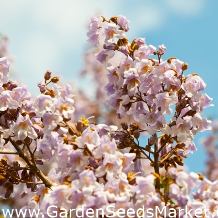 Semená princeznej - Paulownia - Paulownia tomentosa – Garden Seeds Market |  Doprava zdarma