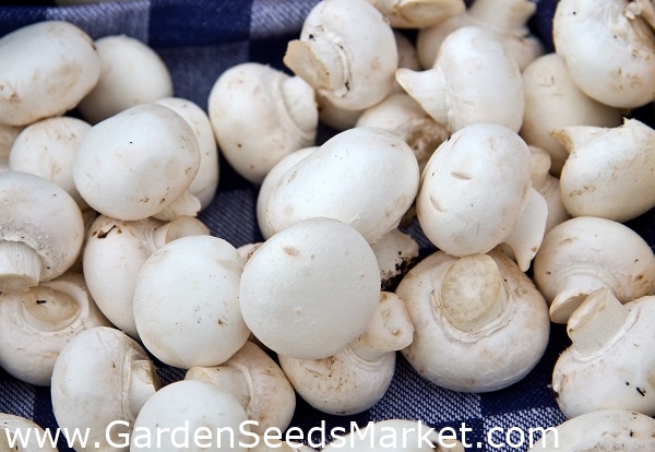 Bela poljska goba za gojenje na domu in na vrtu - Agaricus bisporus –  Garden Seeds Market | Brezplačna dostava