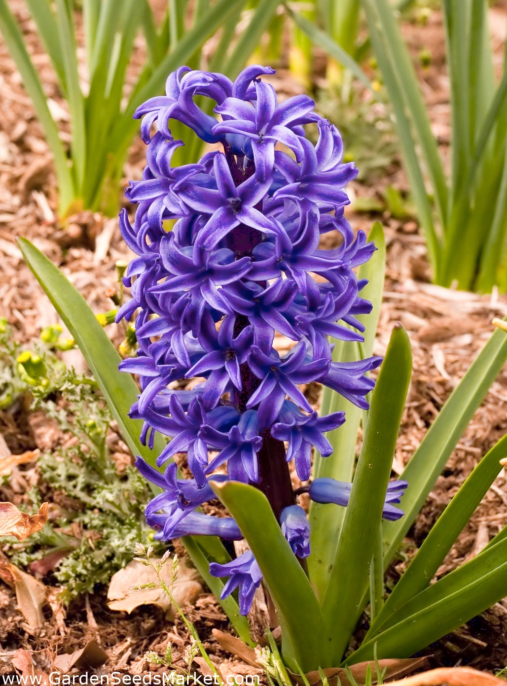 Jacinthe - Blue Pearl - paquet de 3 pièces - Hyacinthus – Garden Seeds  Market | Livraison gratuite