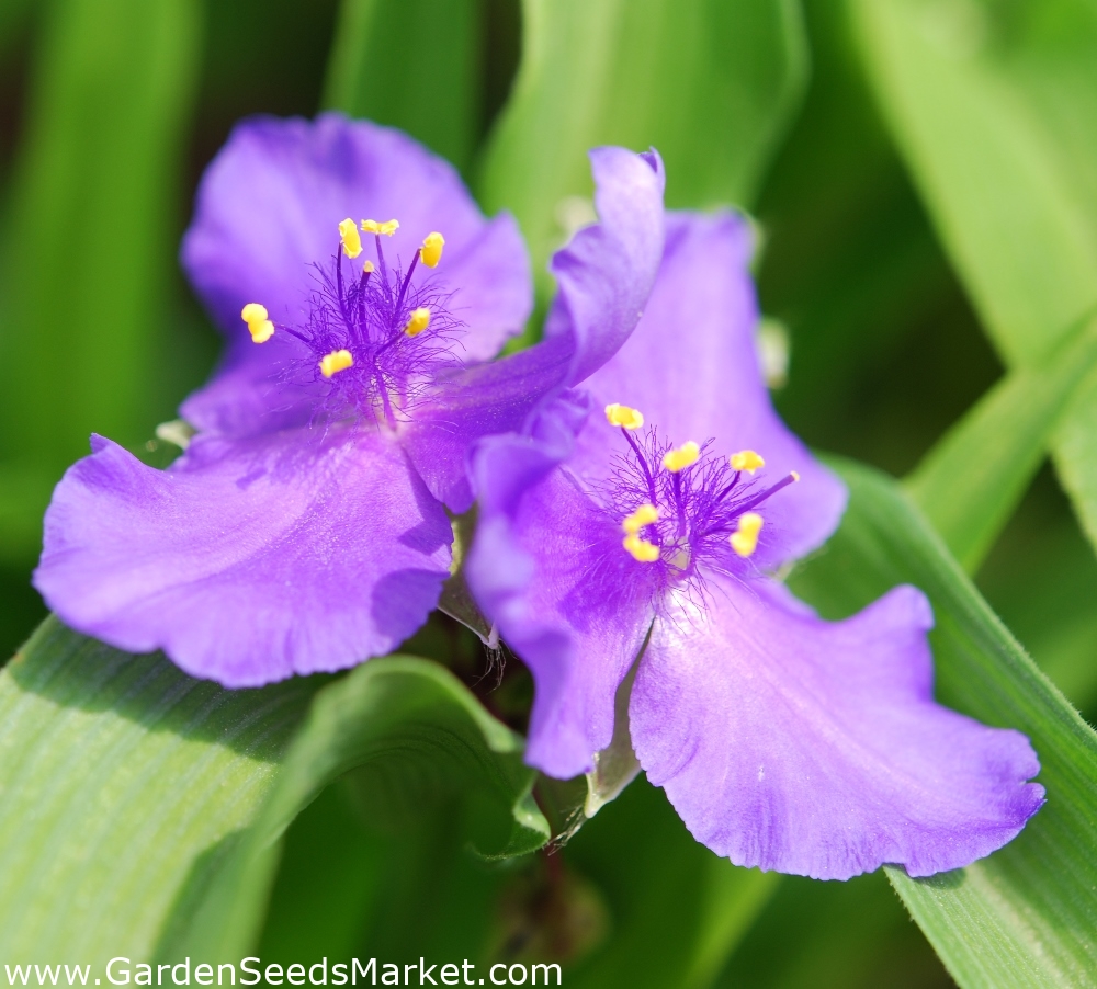 紫露草种子 紫鸭跖草x Andersoniana 56种子 Tradescantia X Andersoniana 種子 Garden Seeds Market 免费送货