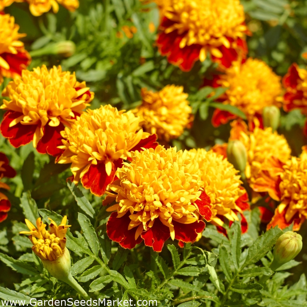 Marigold Orange Flame seeds - Tagetes patula nana - 350 seeds – Garden  Seeds Market | Free shipping