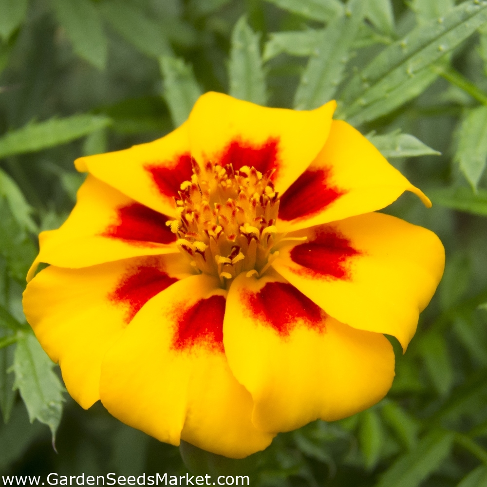 Marigold Rote Mariettasamen Tagetes patula nana 350 samen