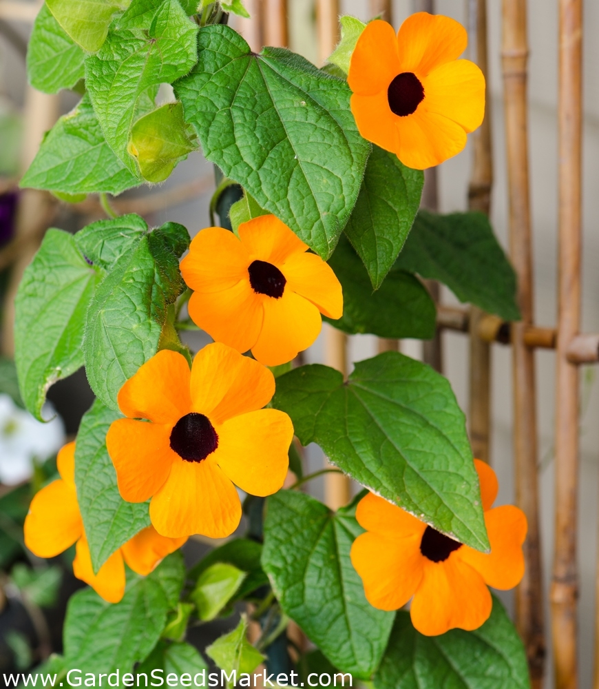 Susanna dagli occhi neri - arancione - 28 semi - Thunbergia alata – Garden  Seeds Market | Spedizione gratuita