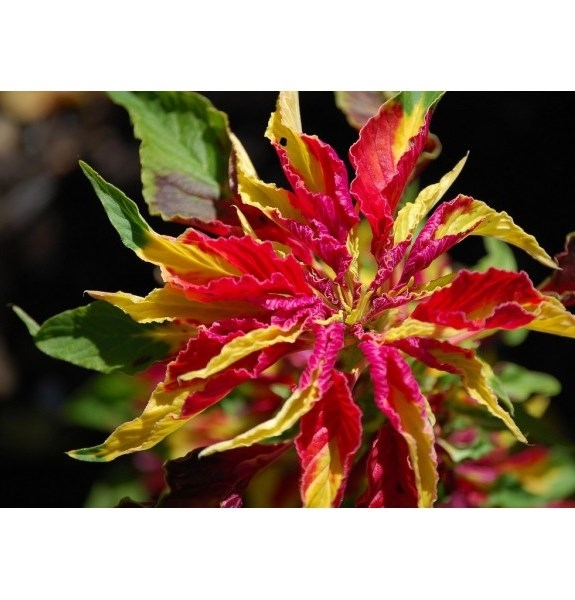 Joseph S Coat混合種子 アマランサストリコロール 140種子 Amaranthus Tricolor シーズ Garden Seeds Market 送料無料