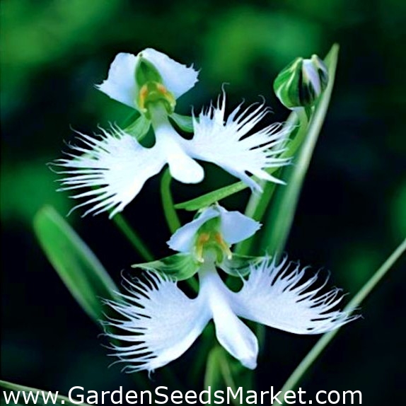 Habenaria Radiata, Beyaz Ak balıkçıl Çiçek, Saçaklı Orkide - ampul / yumru  / kök – Garden Seeds Market | Ücretsiz kargo