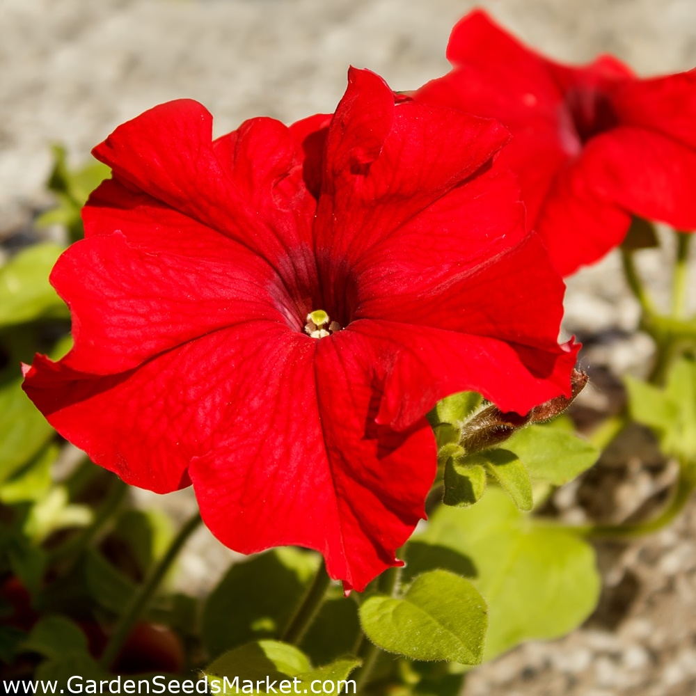 ペチュニアブラボー赤い種 ペチュニアx Hybrida Grandiflora 80種 Petunia X Hybrida シーズ Garden Seeds Market 送料無料
