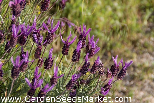 フランスのラベンダー スペインのラベンダーの種 Lavandula Stoechas 37の種 シーズ Garden Seeds Market 送料無料