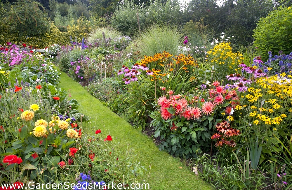 Tall Perennial Plants mixed seeds 150 seeds Garden Seeds Market