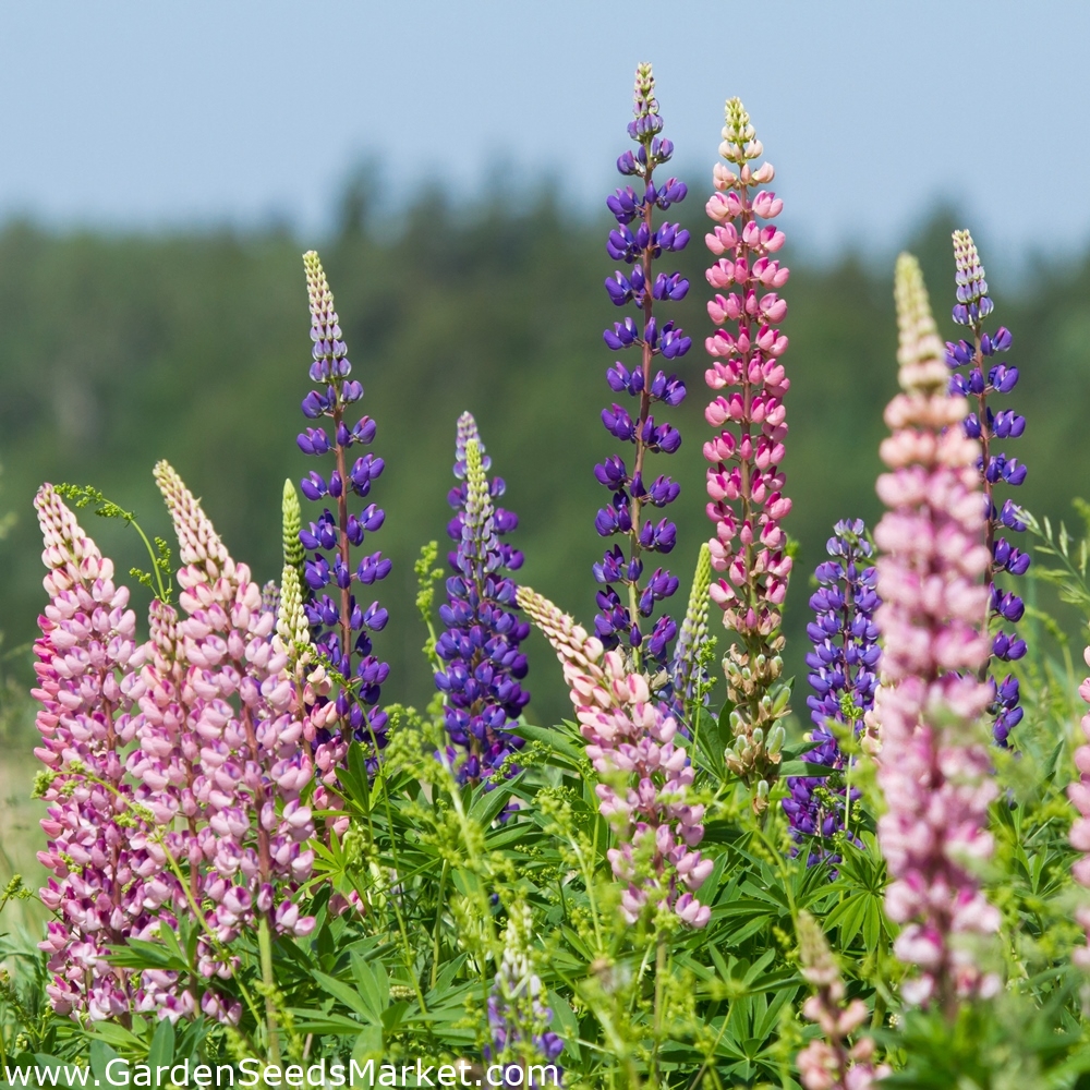 Garden Lupin - a selection of varieties seeds - Lupinus polyphyllus - 90 se...