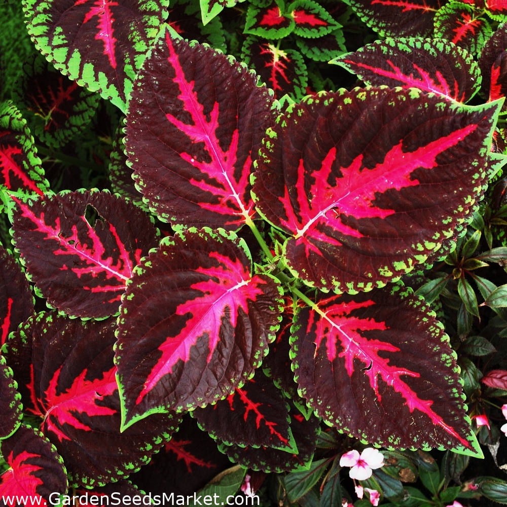 Coleus Dúhové semená - Coleus hybridus - 10 semien - Coleus blumei  'Rainbow' – Garden Seeds Market | Doprava zdarma