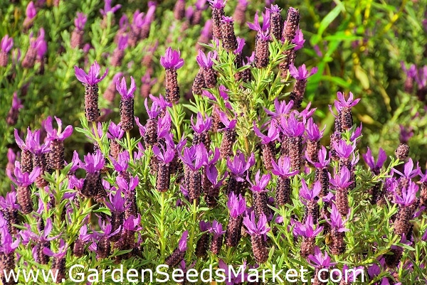 Francúzska levanduľa, španielske levandulové semená - Lavandula stoechas -  37 semien – Garden Seeds Market | Doprava zdarma