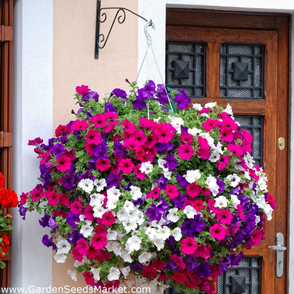 Petunia - a selection of balcony varietie - Petunia x hybrida pendula ...