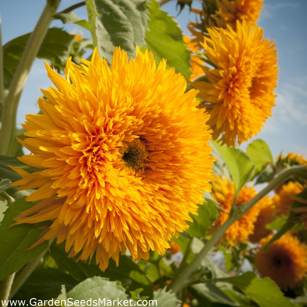 Ornamental Sunflower seeds - Helianthus annuus - 80 seeds – Garden Seeds  Market | Free shipping