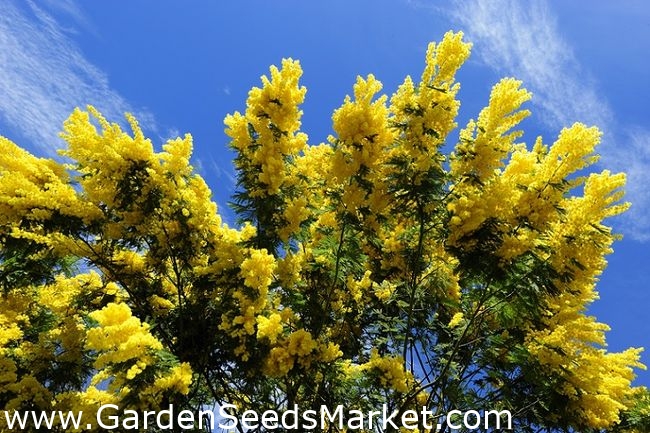 Ezüst akácia - 20 magok - Acacia dealbata – Garden Seeds Market | Ingyenes  szállítás