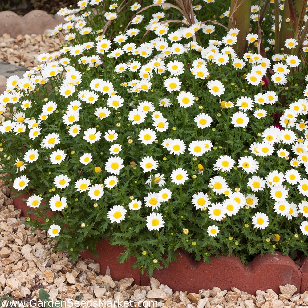 Seme Oxeye Daisy Chrysanthemum leucanthemum Leucanthemum vulgare