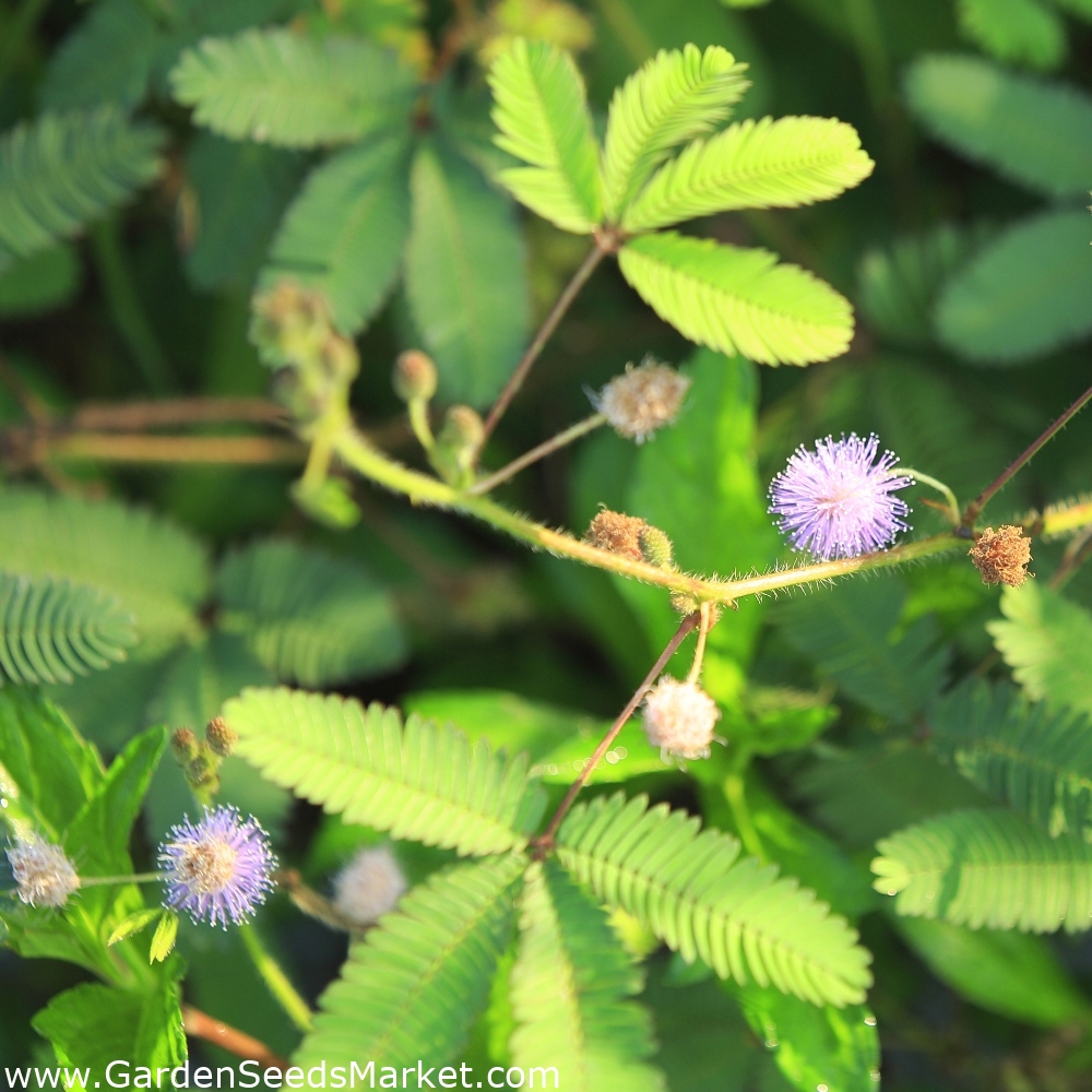 Mimosa, Citlivé semená rastlín - Mimosa pudica - 34 semien – Garden Seeds  Market | Doprava zdarma