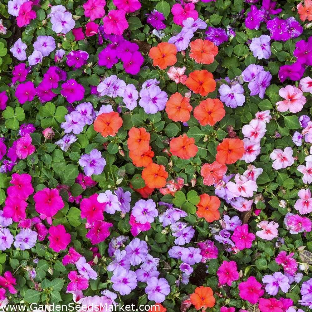 Busy Lizzie seeds Impatiens walleriana 160 seeds Garden Seeds