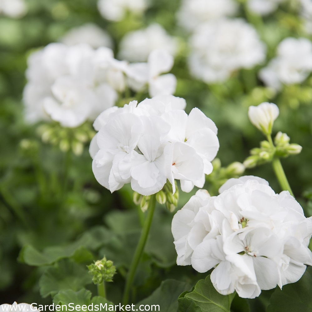 Biele pelargónia semená - Pelargonium - 10 semien - Pelargonium L'Hér. –  Garden Seeds Market | Doprava zdarma