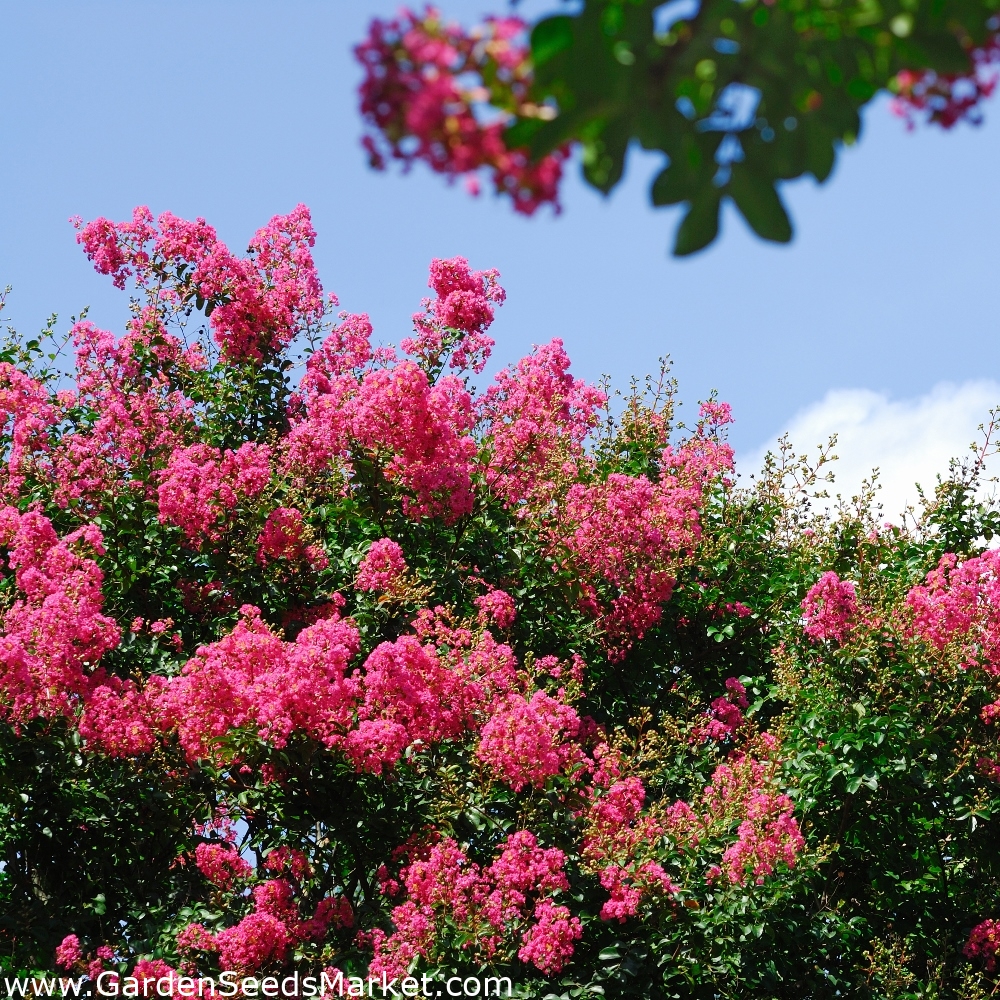 サルスベリ クレープマートル種子 サルスベリインディカ 40種子 Lagerstroemia Indica シーズ Garden Seeds Market 送料無料