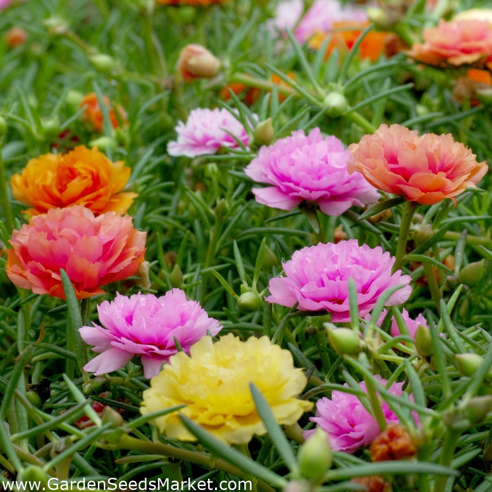 Moss-rose Purslane - Portulaca grandiflora fl.pl. - 4500 seeds – Garden ...