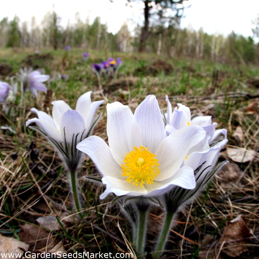 Anemone Pasque White Flower Seeds Anemone Pasque White Flower Seeds