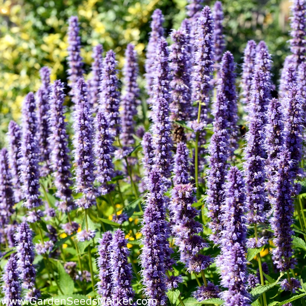 Hummingbird Mint seeds - Agastache mexicana – Garden Seeds Market | Free  shipping