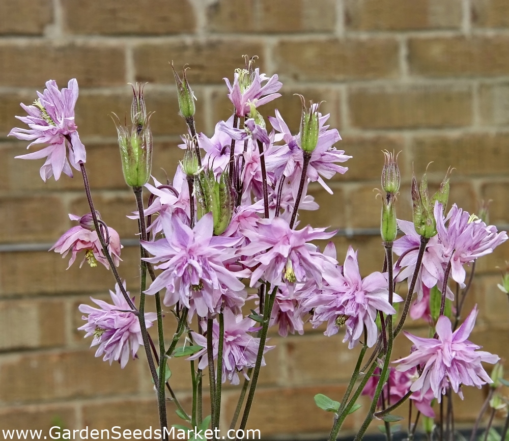 ダブルコロンバイン種 Aquilegia Vulgaris 240種 シーズ Garden Seeds Market 送料無料 ダブルコロンバイン種 Aquilegia Vulgaris 240種 シーズ Garden Seeds Market 送料無料