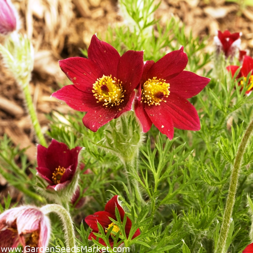Červené Pasque Kvetinové semená - Anemone pulsatilla - 38 semien – Garden  Seeds Market | Doprava zdarma
