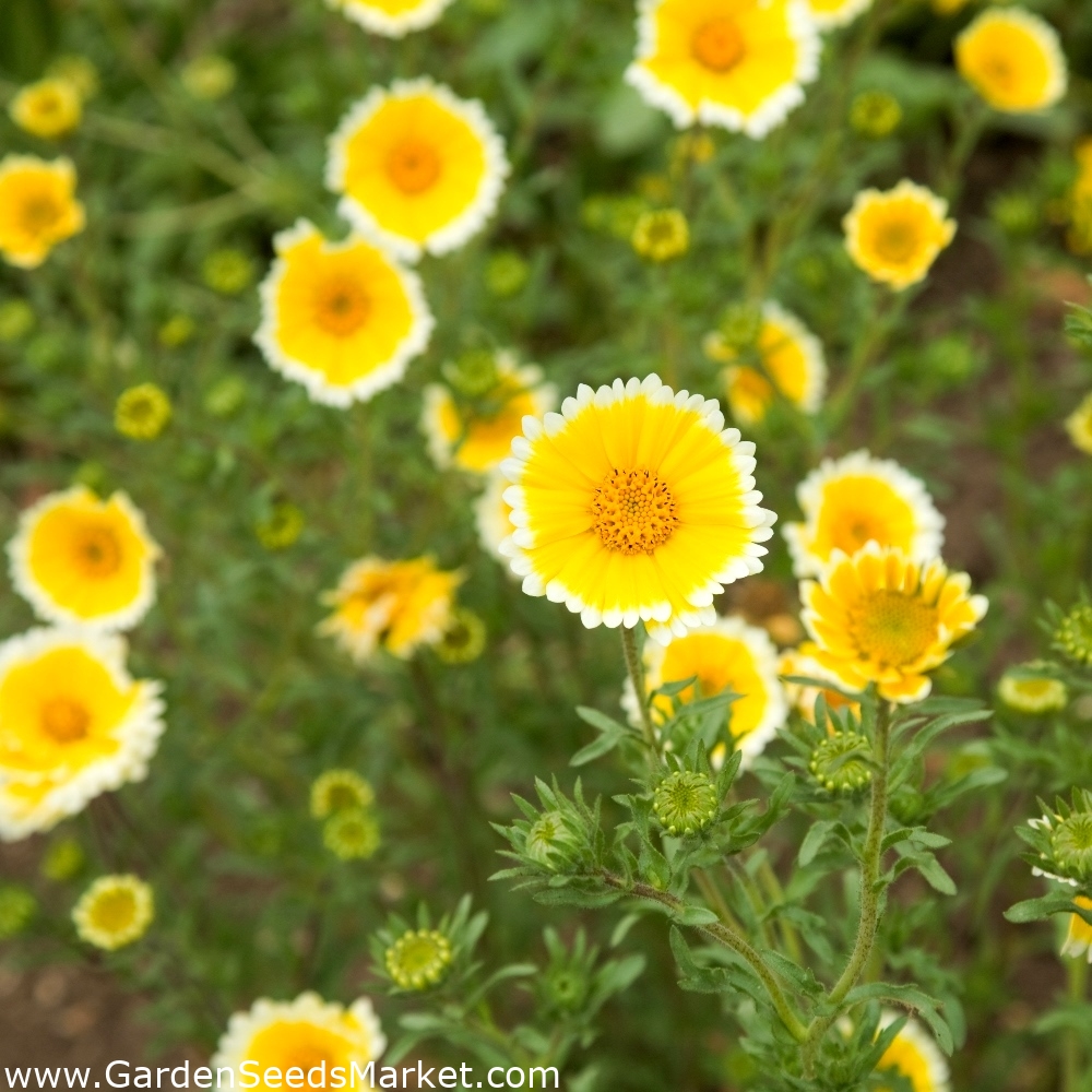 Tidy Tips seeds - Layia platyglossa - 1600 seeds – Garden Seeds Market ...