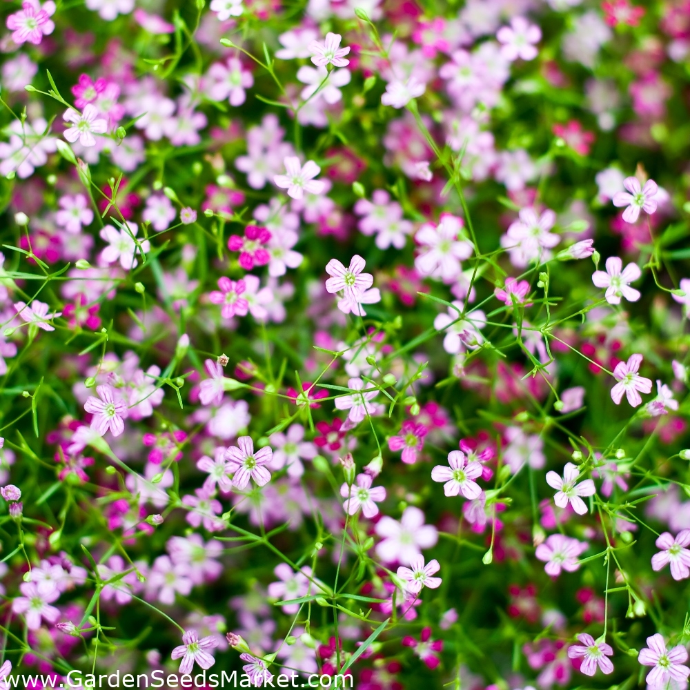 Babys Breath Gypsophila Elegan 200 Seeds Dried Flower Pressed -  Israel