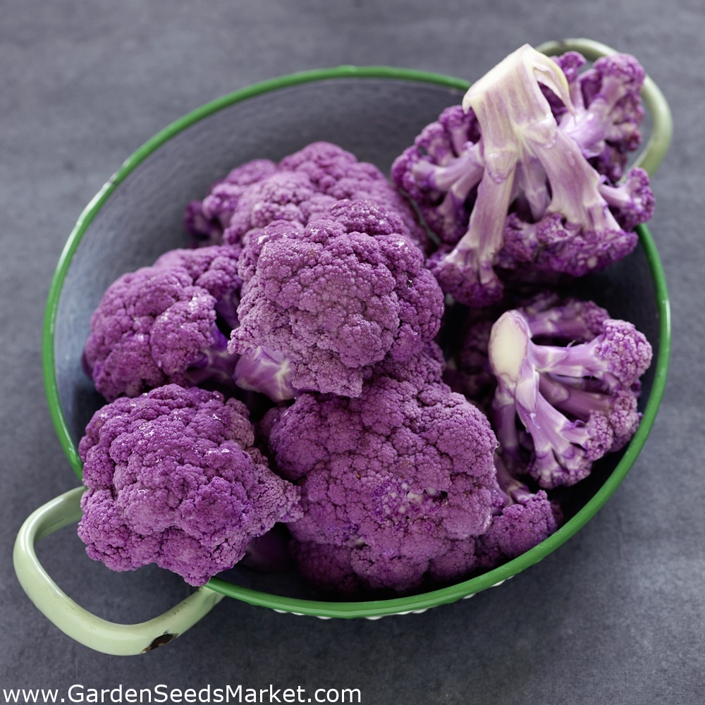 Цветная капуста собаке можно. Purple Cauliflower. Капуста красная Brassica. Капуста цветная фиолетовая. Лиловая цветная капуста.