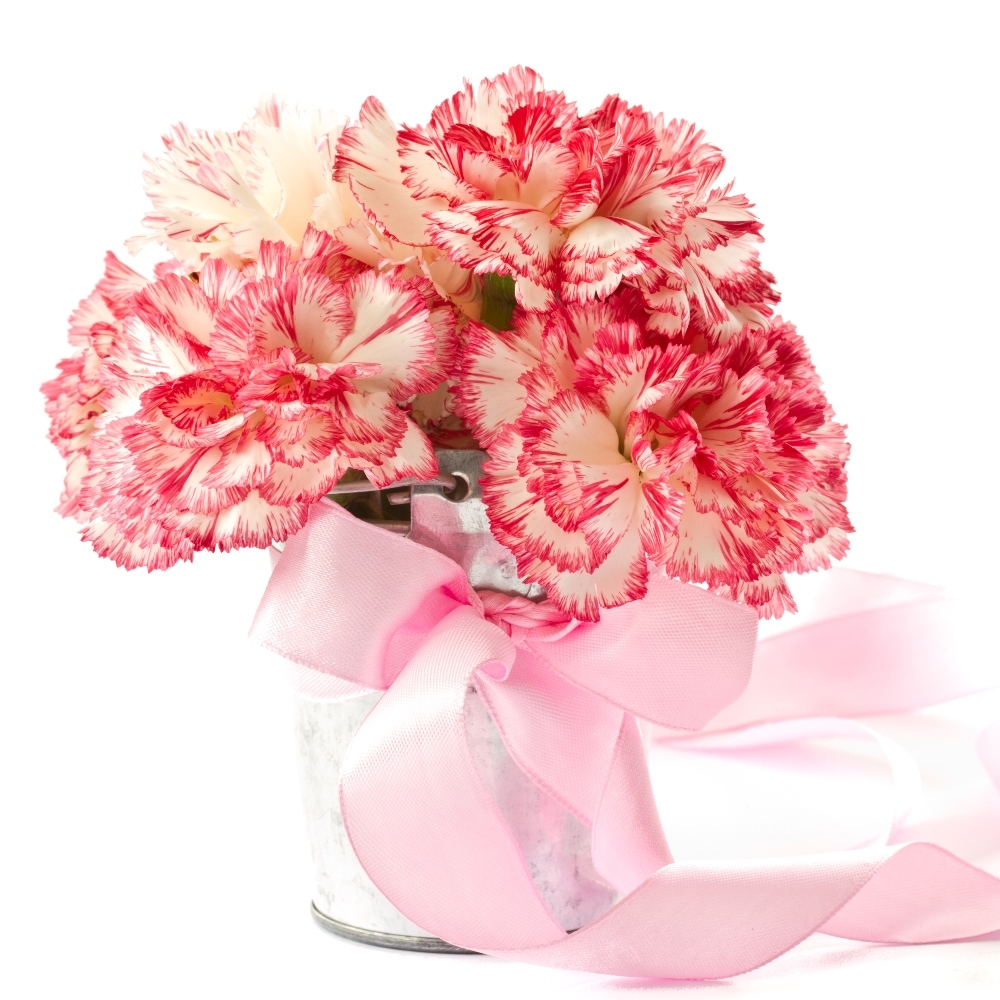 Œillet des fleuristes - Raspberry ripple - 110 graines - Dianthus ...