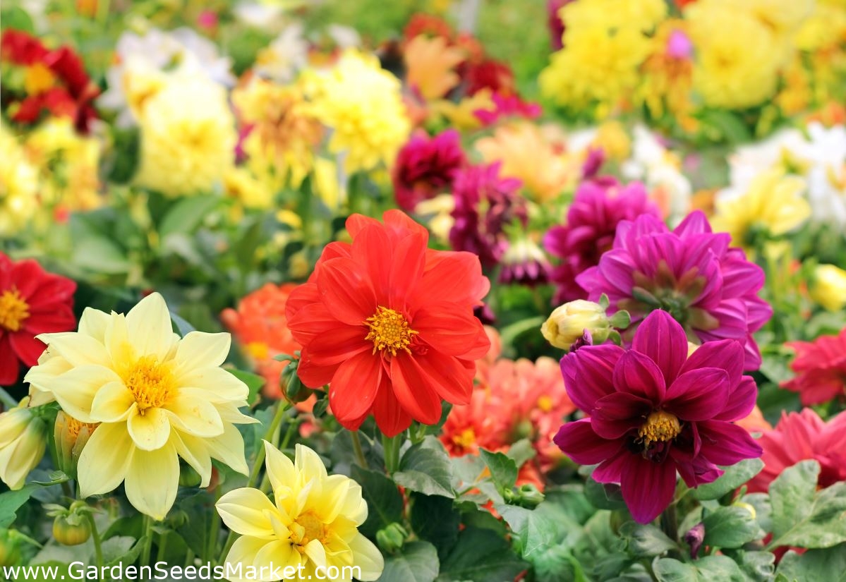 สวนดอกรักเร่ - ผสมดอกไม้หลากหลายกึ่ง - 120 เมล็ด - Dahlia variabilis ...