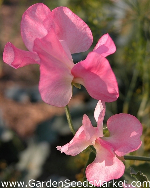 ピンクのスイートピーの種 Lathyrus Odoratus 36種 シーズ Garden Seeds Market 送料無料