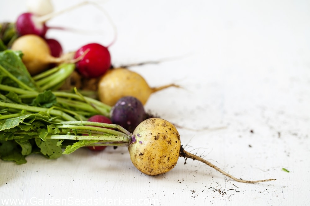 Редис цветной. Raphanus sativus l.. raphanus sativus семена. цвет radish. изоляция цветка редиса.