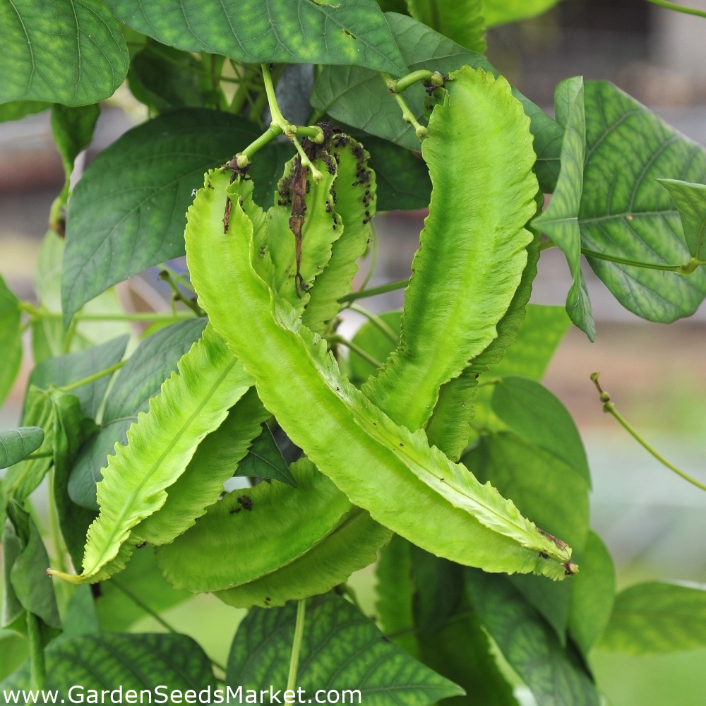 Крылатая Фасоль Семена Купить