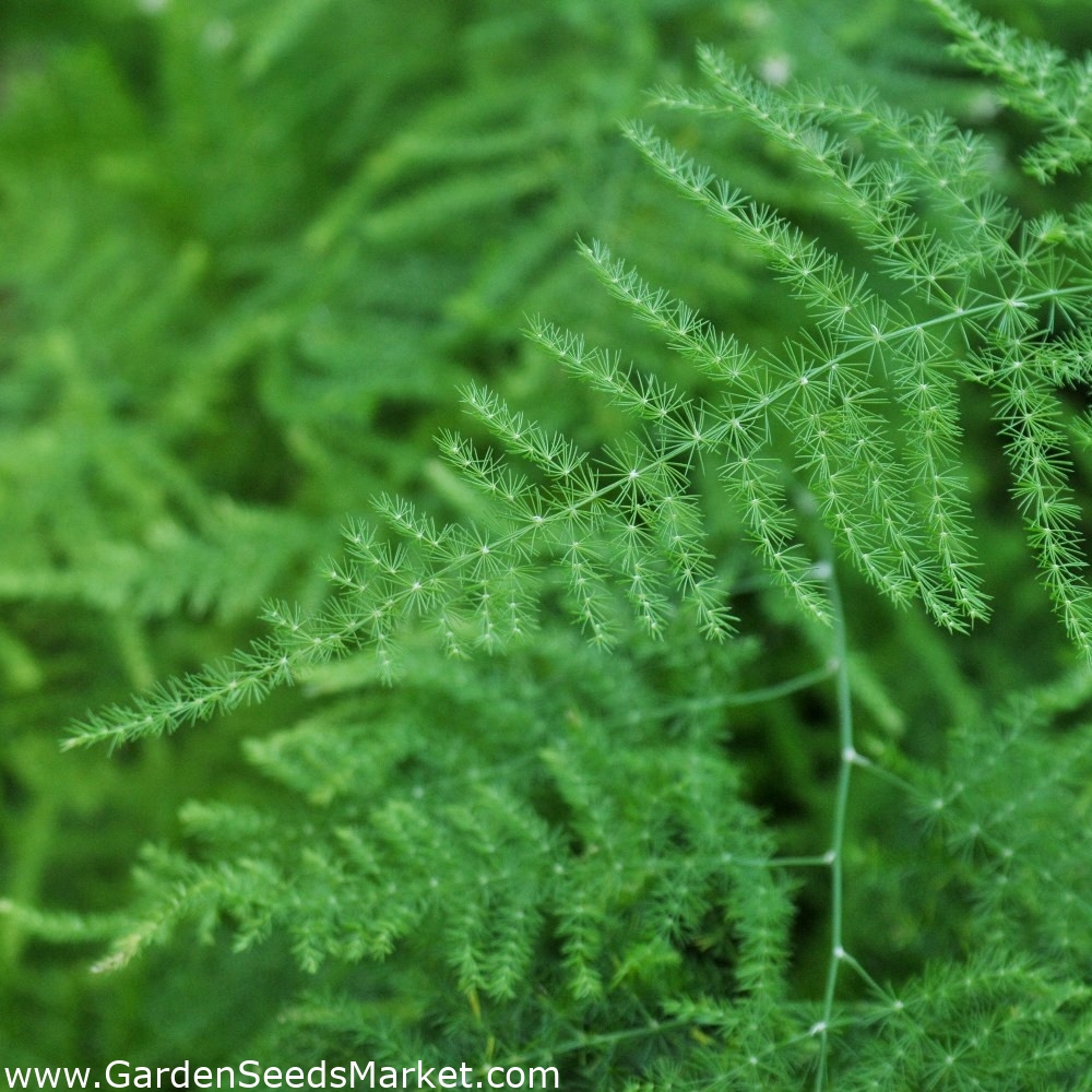 Asparagus Plumosus Nana 'Lace Fern