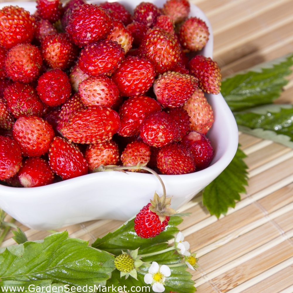 野生のイチゴ最高の種子 Fragaria Virginianaミル 640種子 Fragaria Vesca シーズ Garden Seeds Market 送料無料