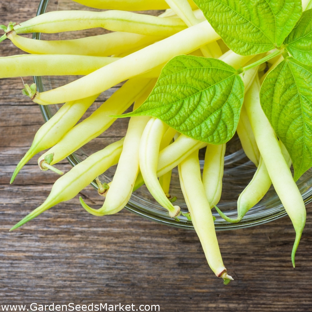 Fréjol Fructidor BIO Phaseolus vulgaris L. semillas Garden