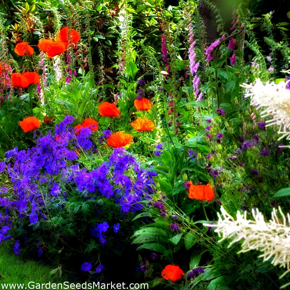 Сибирские однолетники. Red kraut. Чарбаг сад. Однолетние дикие растения. Тарения цветок однолетний.